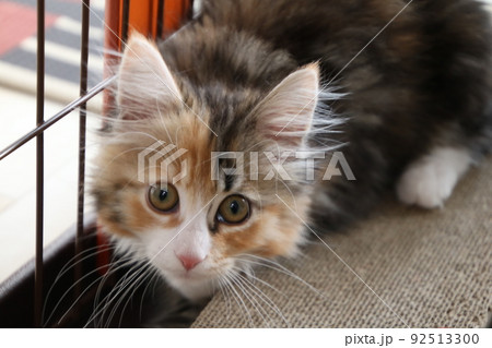 目が合う子猫 ノルウェージャン・フォレスト・キャット 目が合う子猫 ノルウェージャン・フォレスト・キャット 92513300