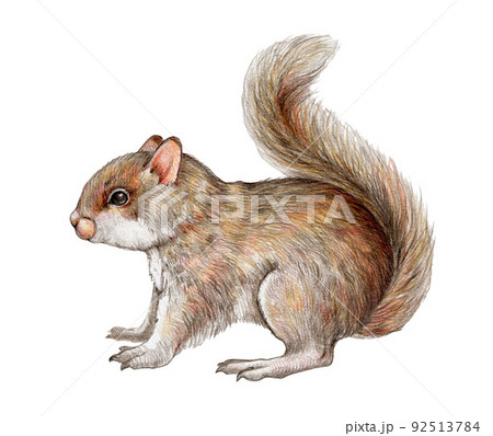 Squirrel Coaster, Cute Squirrel Pencil Drawing Coaster, Squirrel Picture  Coaster | eBay