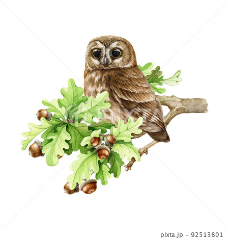 Saw whet owl on the oak tree branch. Watercolor illustration. Hand drawn realistic wildlife forest bird. Small brown owl perched on the oak branch with acorns 92513801