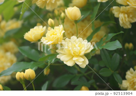 モッコウバラの黄色花【緑背景】 モッコウバラの黄色花【緑背景】 92513904