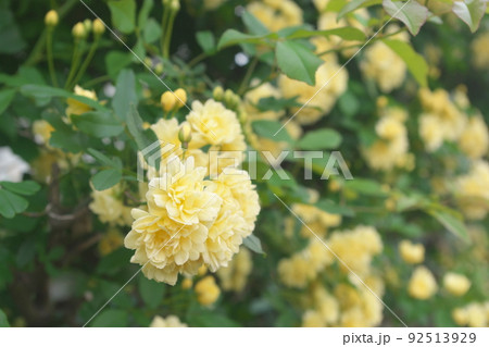 モッコウバラの黄色花【緑背景】 モッコウバラの黄色花【緑背景】 92513929