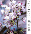 桜さく 92514089