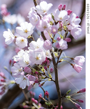 桜さく 桜さく 92514089