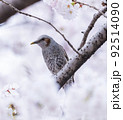 桜と小鳥　ふわふわ 92514090