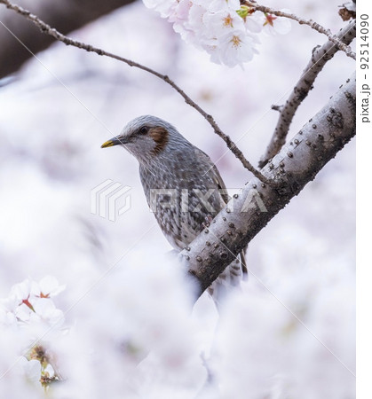 桜と小鳥　ふわふわ 92514090