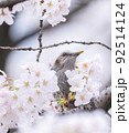 小鳥と満開の桜 92514124