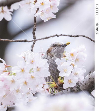 小鳥と満開の桜 小鳥と満開の桜 92514124