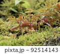 こけ　きのこ　紅葉 92514143