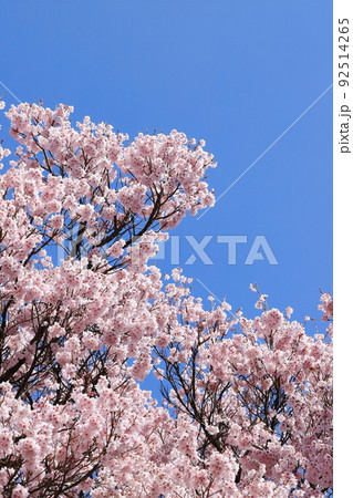 満開の江戸彼岸 【青空背景】 満開の江戸彼岸 【青空背景】 92514265
