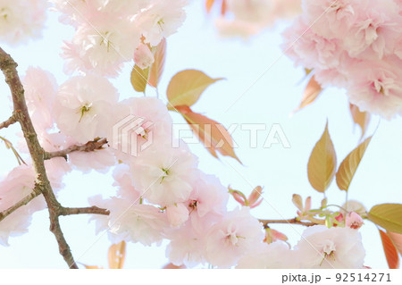 満開の八重桜（普賢象）のクローズアップ 92514271