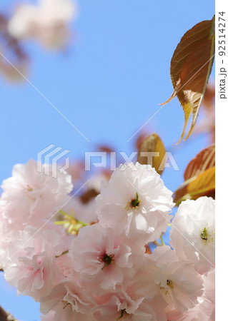満開の八重桜(普賢象)のクローズアップ 【青空背景】 満開の八重桜(普賢象)のクローズアップ 【青空背景】 92514274