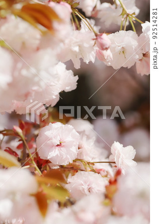 満開の八重桜（普賢象）のクローズアップ 92514281
