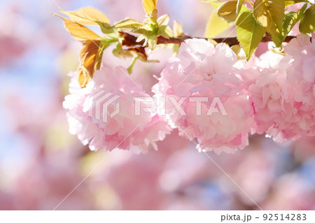 満開の八重桜（八重紅虎の尾）のクローズアップ 92514283