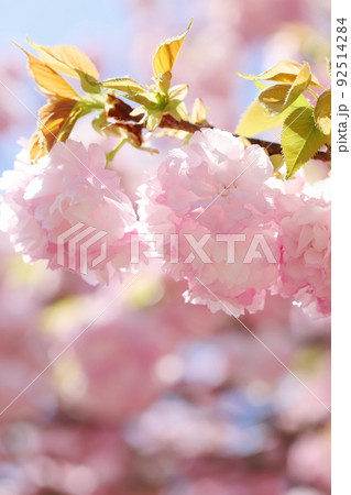満開の八重桜（八重紅虎の尾）のクローズアップ 92514284