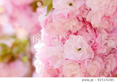 満開の八重桜(八重紅虎の尾)のクローズアップ 満開の八重桜(八重紅虎の尾)のクローズアップ 92514285