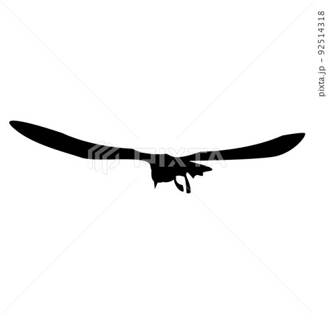 Silhouette flying seagull with spread wings isolated on white. Tern bird. 92514318