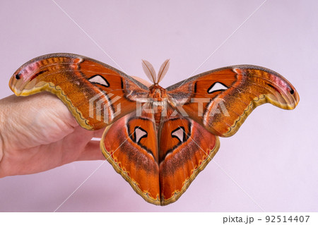 Luxurious night butterfly on a person's hand. The biggest butterfly in the world. Attacus atlas Luxurious night butterfly on a person's hand. The biggest butterfly in the world. Attacus atlas 92514407
