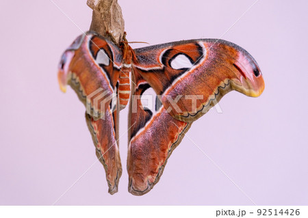 Luxurious large butterfly got out of the cocoon and dries its wings. Attacus atlas Luxurious large butterfly got out of the cocoon and dries its wings. Attacus atlas 92514426