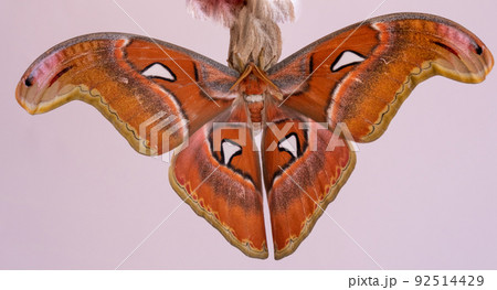 Luxurious large butterfly got out of the cocoon and dries its wings. Attacus atlas Luxurious large butterfly got out of the cocoon and dries its wings. Attacus atlas 92514429