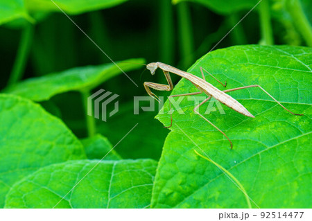 獲物をまつ幼いカマキリ 92514477