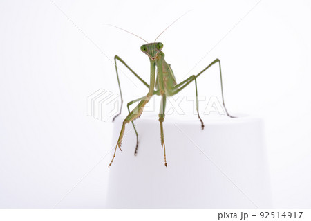 カマキリ オオカマキリの白背景写真 カマキリ オオカマキリの白背景写真 92514917