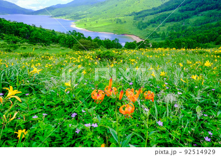 花盛りの野反湖畔 92514929
