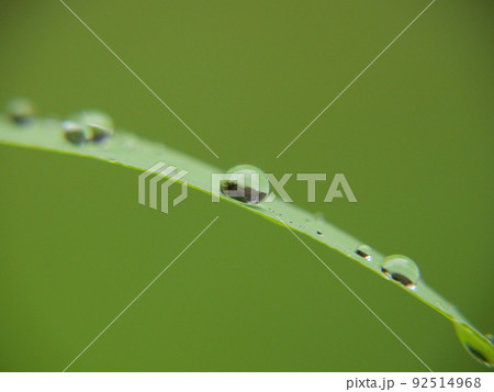 葉っぱの上の水滴 葉っぱの上の水滴 92514968