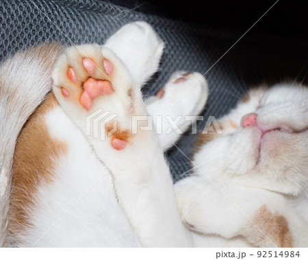 写真嫌いの老猫、肉球さらけ出して昼寝中 92514984