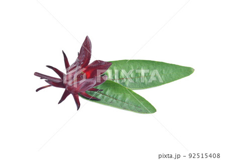 Roselle Hibiscus sabdariffa red fruit flower on white background. Roselle Hibiscus sabdariffa red fruit flower on white background. 92515408