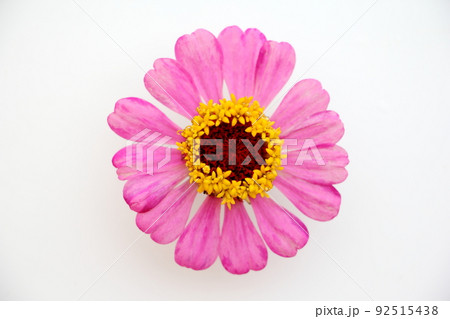 百日草 百日草 92515438