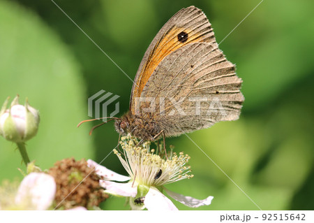Meadow brown butterfly feeding on bramble flower in close up Meadow brown butterfly feeding on bramble flower in close up 92515642