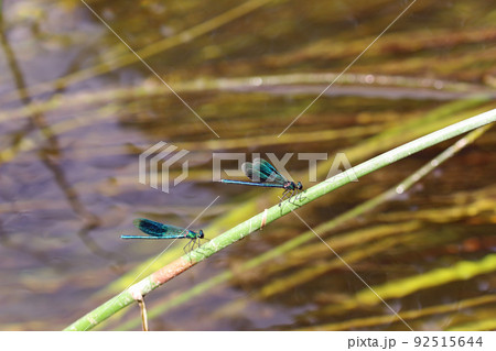 Banded demoiselle damselfly males resting on a stem Banded demoiselle damselfly males resting on a stem 92515644
