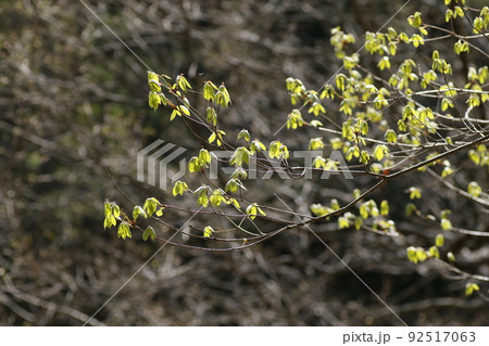 コナラの新芽 コナラの新芽 92517063