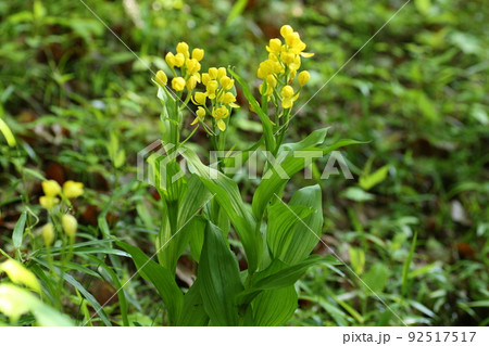 林の中で黄色く輝いて咲く、キンラン 92517517