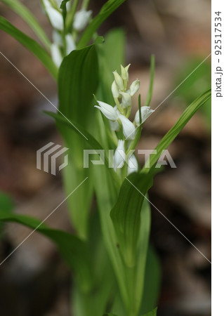 里山の林下にひっそりと咲く、稀少なギンランの花 里山の林下にひっそりと咲く、稀少なギンランの花 92517534