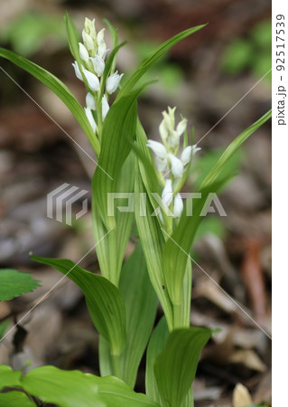 里山の林下にひっそりと咲く、稀少なギンランの花 里山の林下にひっそりと咲く、稀少なギンランの花 92517539