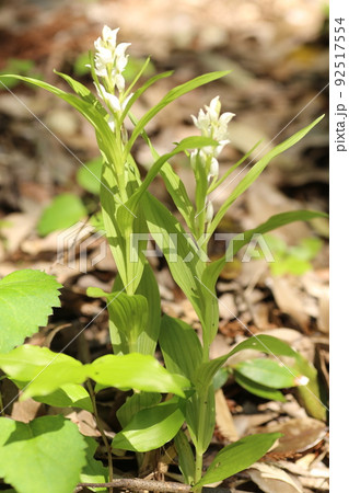 里山の林下にひっそりと咲く、稀少なギンランの花 里山の林下にひっそりと咲く、稀少なギンランの花 92517554