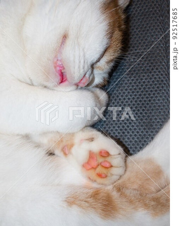 写真嫌いの老猫、肉球さらけ出して昼寝中 写真嫌いの老猫、肉球さらけ出して昼寝中 92517685