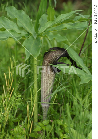 春の林の中で咲く、ウラシマソウ 92517743