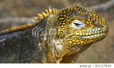 Galapagos Land Iguana, Galapagos National Park, Ecuador 92517849