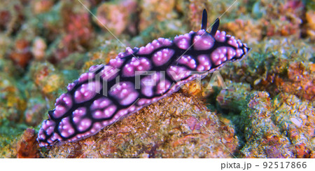 Sea Slug, Lembeh, Indonesia 92517866