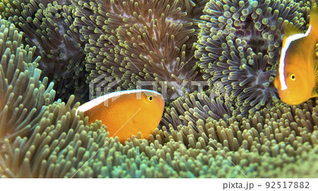 Eastern Shunk Anemonefish, Lembeh, Indonesia 92517882