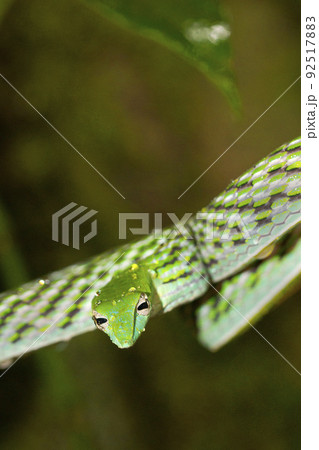 Green Vine Snake, Sinharaja National Park Rain Forest, Sri Lanka Green Vine Snake, Sinharaja National Park Rain Forest, Sri Lanka 92517883