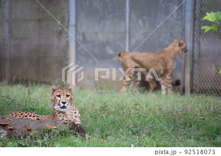 チーター 92518073