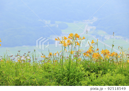 高山植物満開の五竜高山植物園 92518549