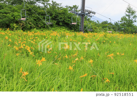 高山植物満開の五竜高山植物園 高山植物満開の五竜高山植物園 92518551