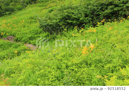 高山植物満開の五竜高山植物園 92518552