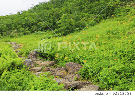 高山植物満開の五竜高山植物園 高山植物満開の五竜高山植物園 92518553