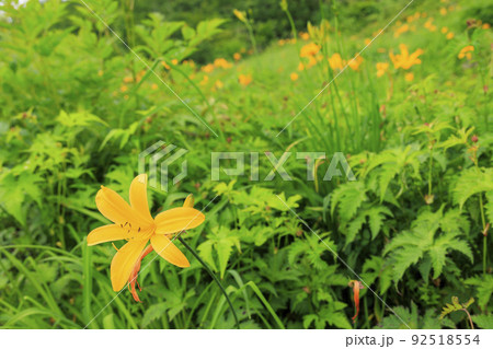 高山植物満開の五竜高山植物園 高山植物満開の五竜高山植物園 92518554