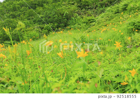 高山植物満開の五竜高山植物園 高山植物満開の五竜高山植物園 92518555